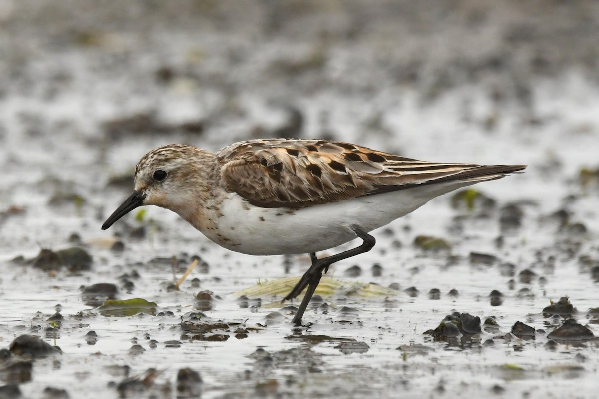 Red-necked Stint - ML624583898