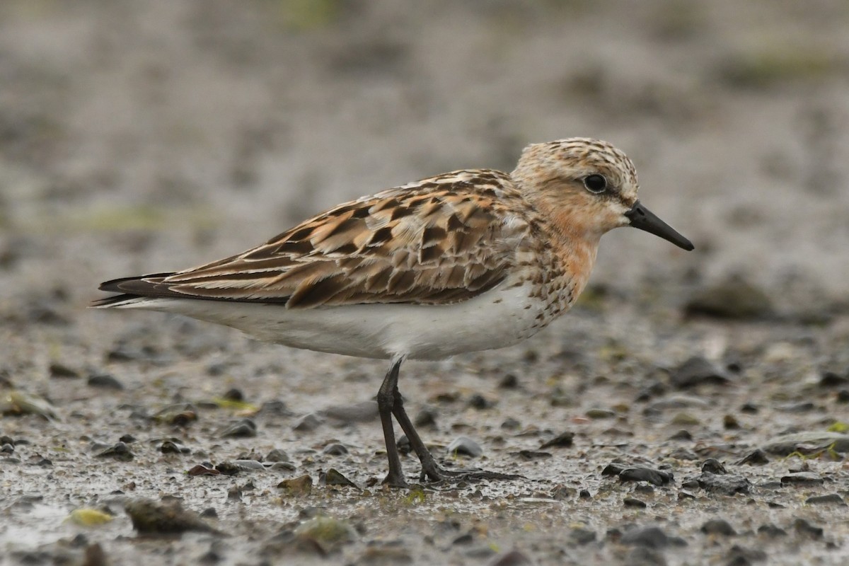 Red-necked Stint - Hayato Ishibashi