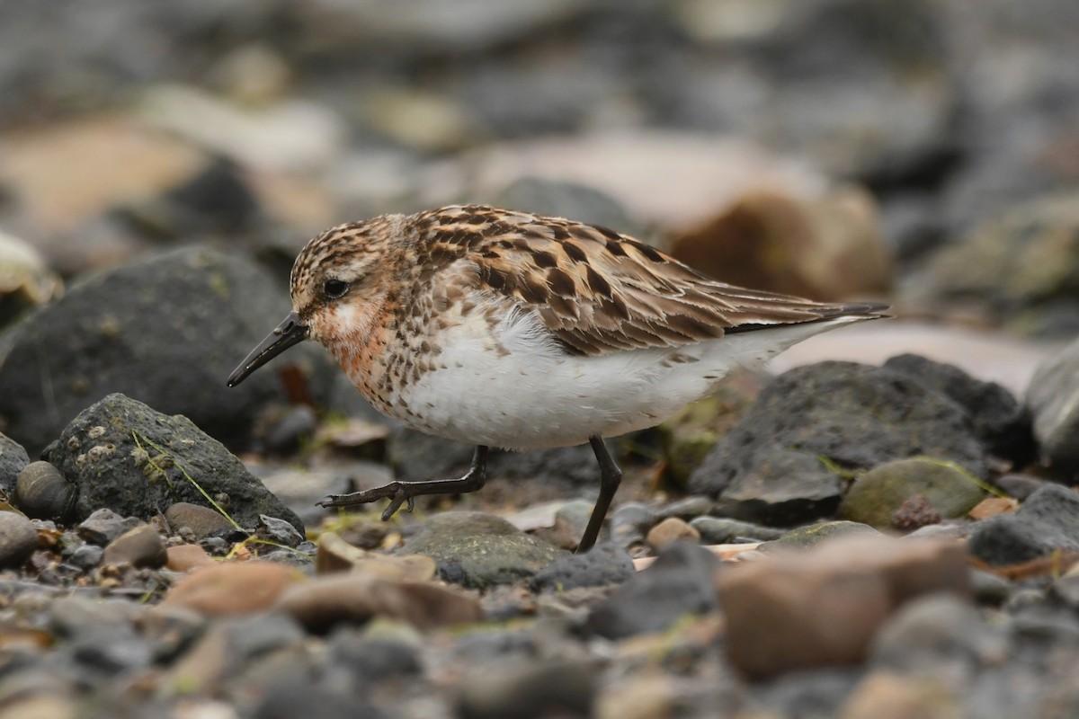 Red-necked Stint - ML624583900