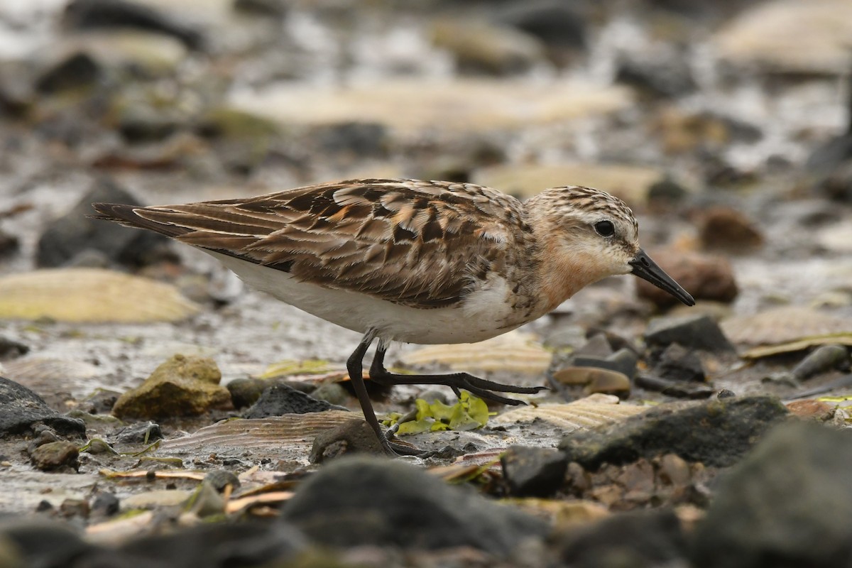 Red-necked Stint - ML624583901