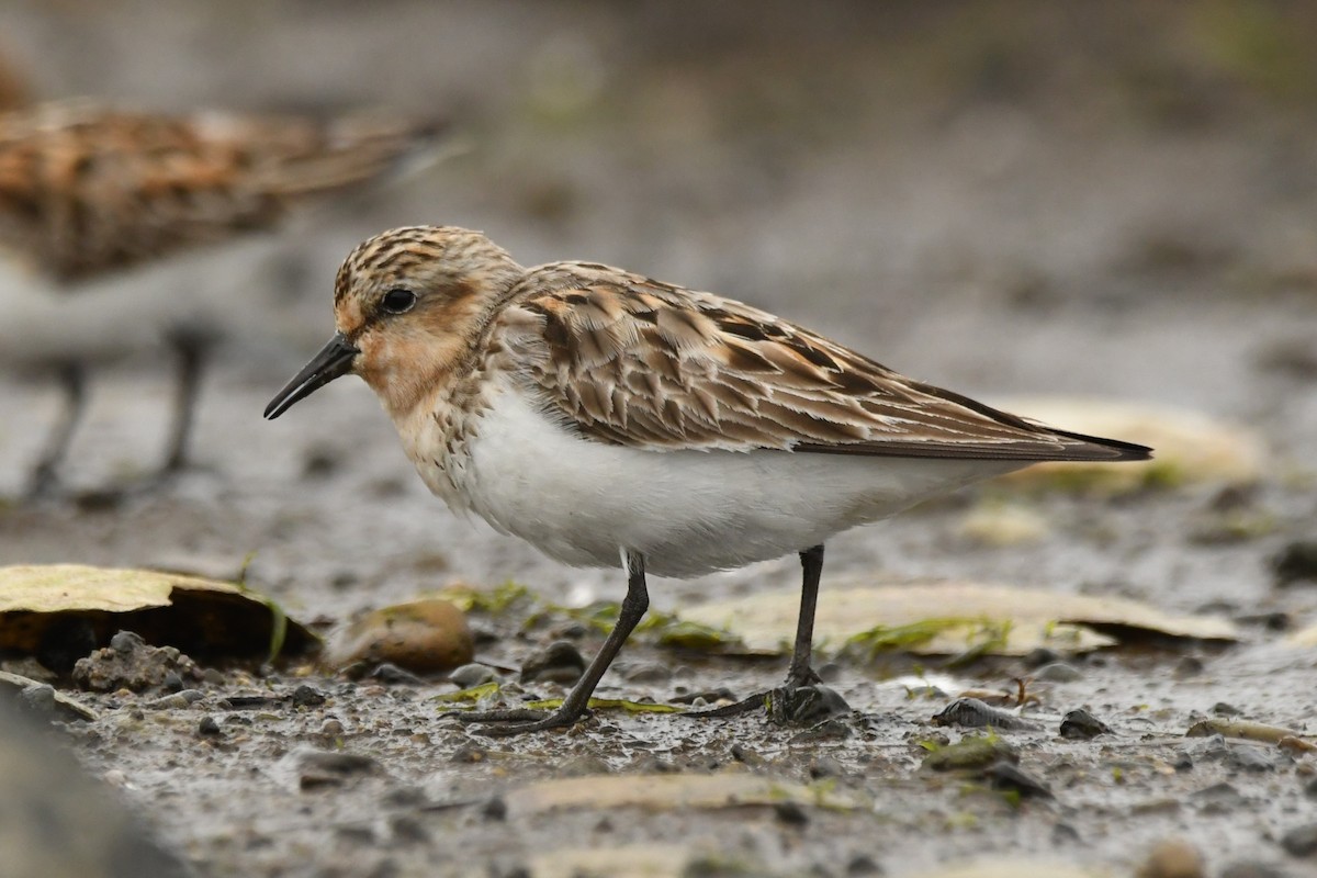 Red-necked Stint - ML624583902