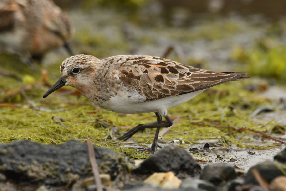 Red-necked Stint - ML624583903