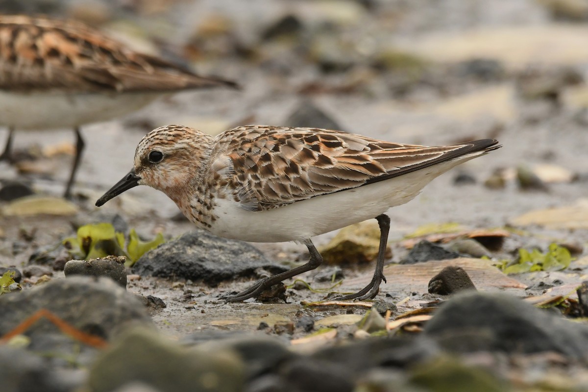 Red-necked Stint - ML624583904