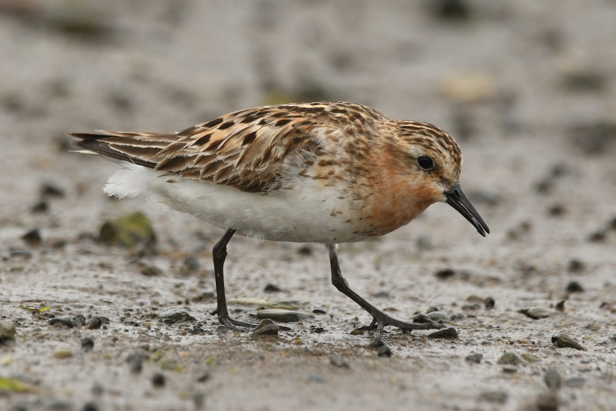 Red-necked Stint - ML624583905