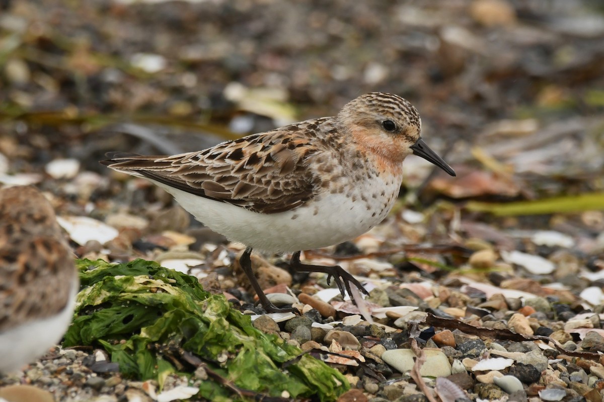 Red-necked Stint - ML624583906