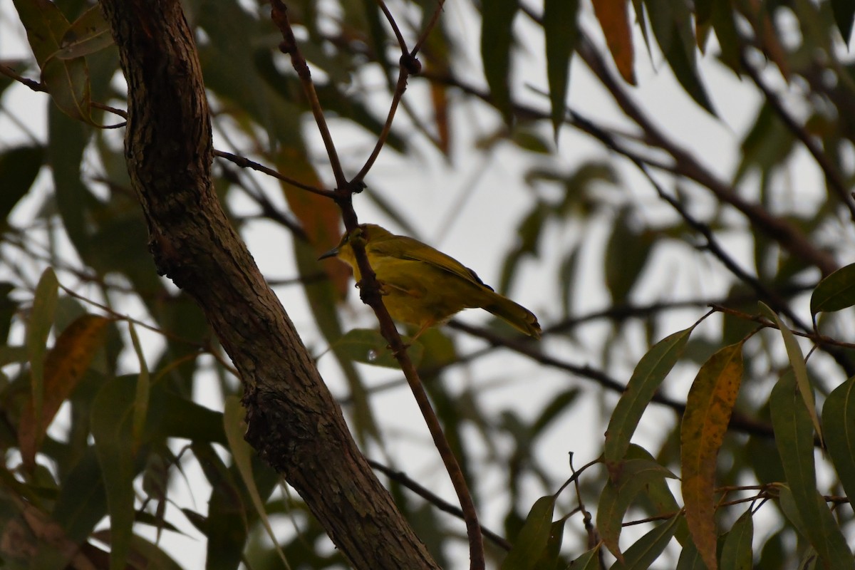 Yellow Honeyeater - Sam Adams