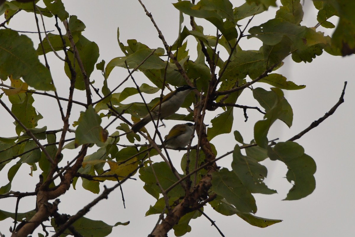 White-throated Honeyeater - ML624583922