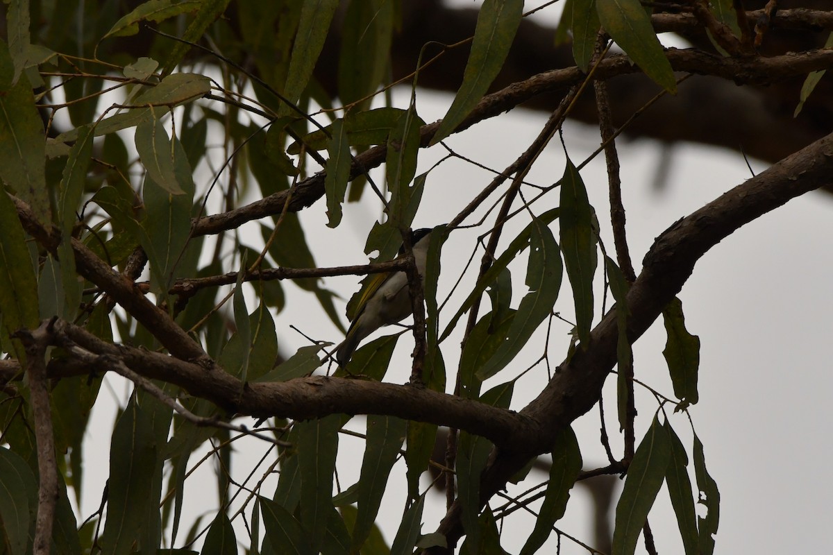 White-throated Honeyeater - ML624583923