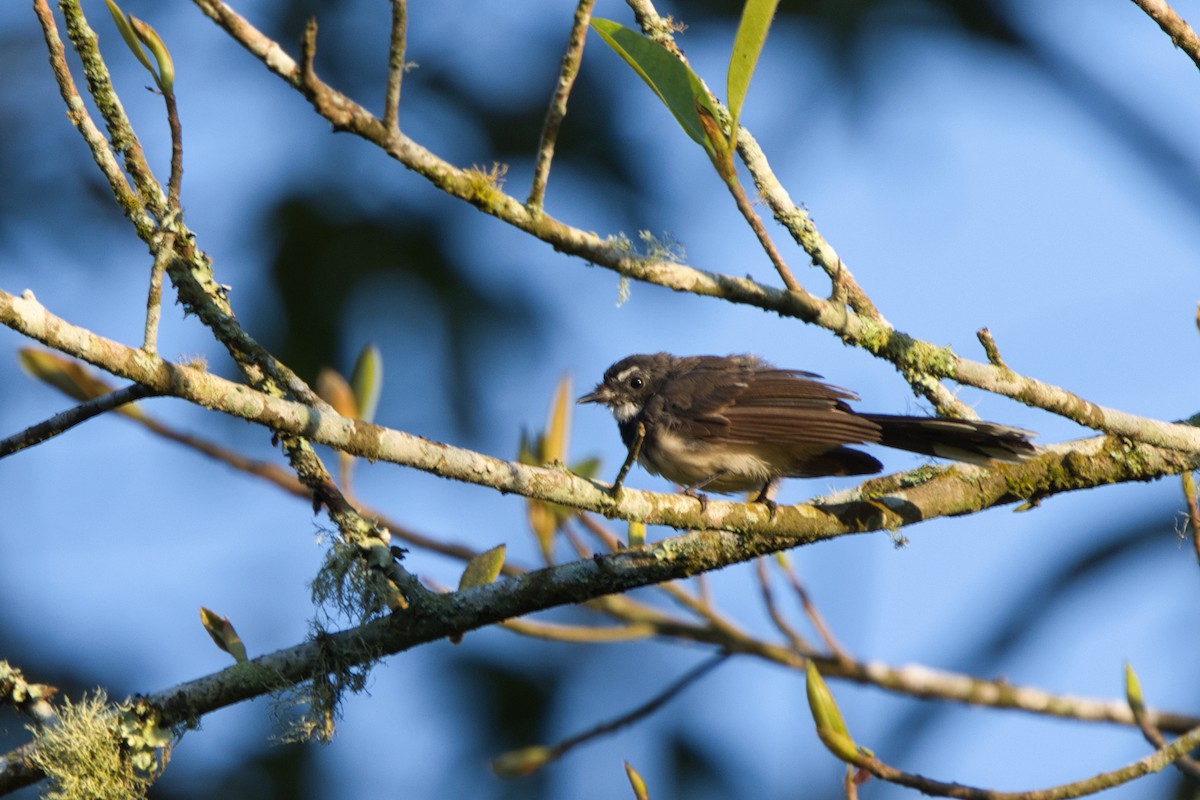 Malaysian Pied-Fantail - ML624583924