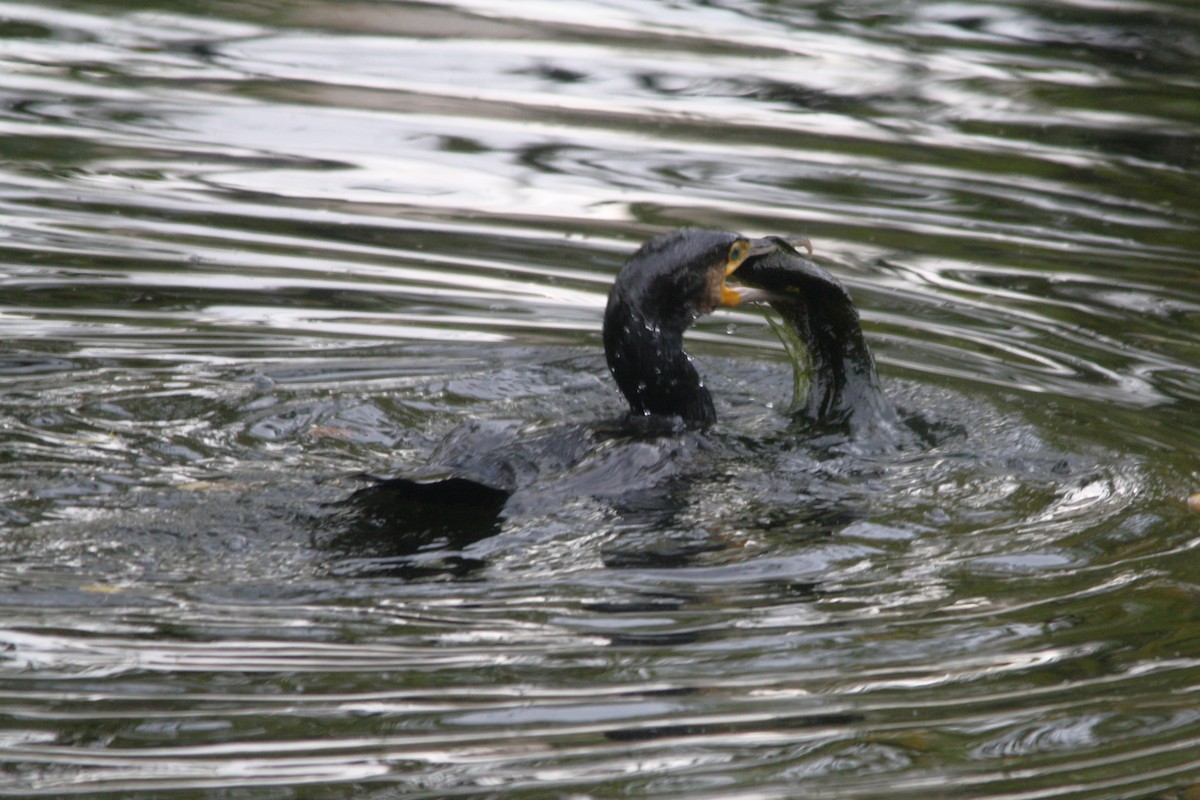 Great Cormorant - ML624583927