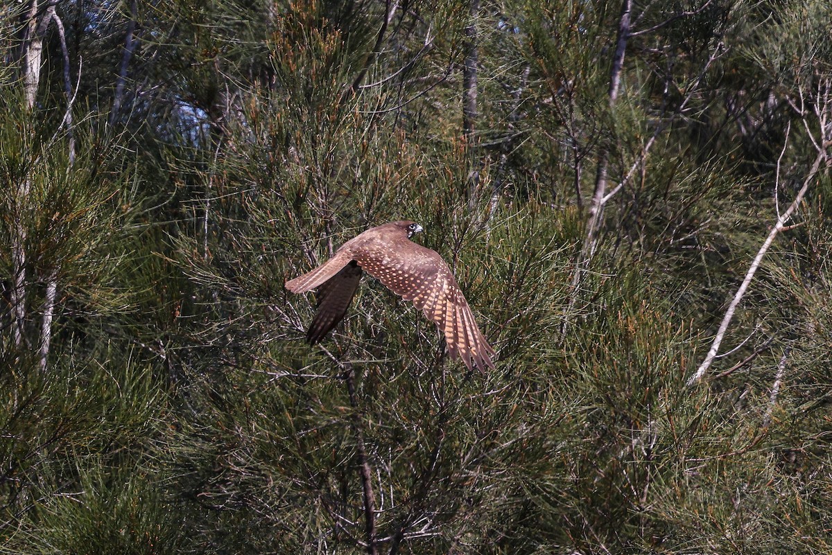 Brown Falcon - ML624583928