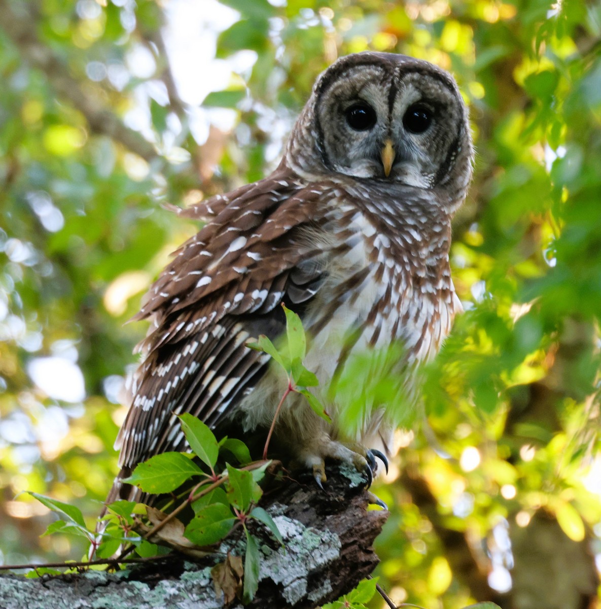 Barred Owl - ML624583931