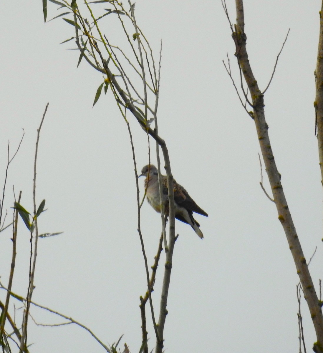 European Turtle-Dove - ML624583932