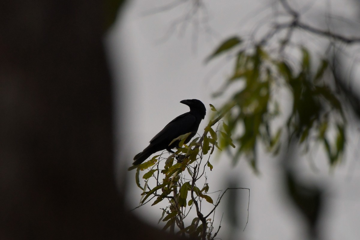 Torresian Crow - ML624583933