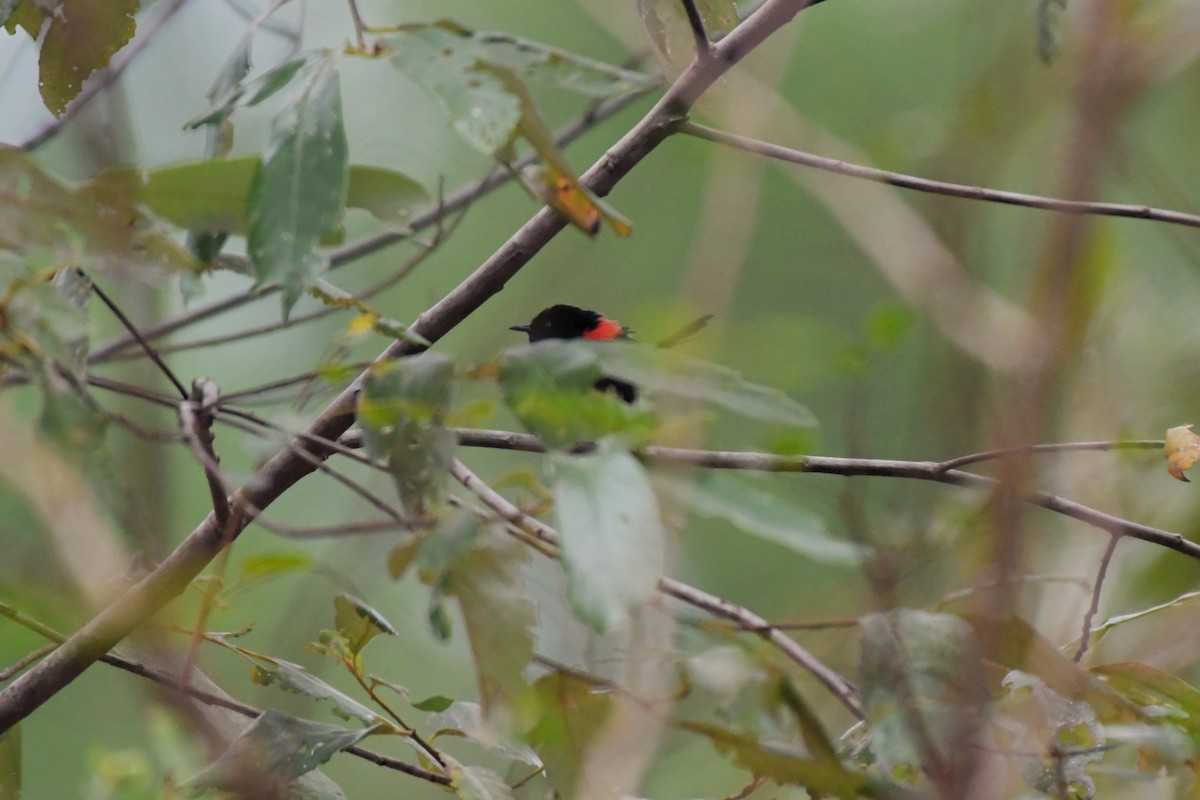 Red-backed Fairywren - ML624583936