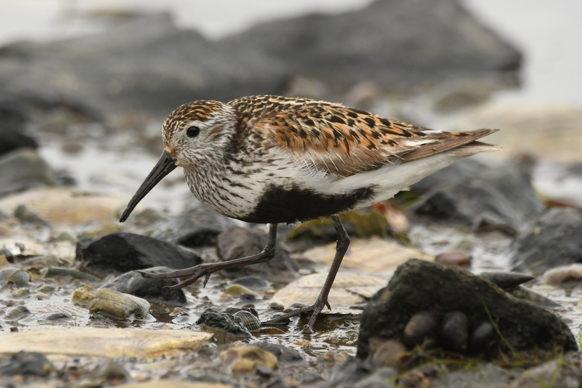 Dunlin - ML624583938