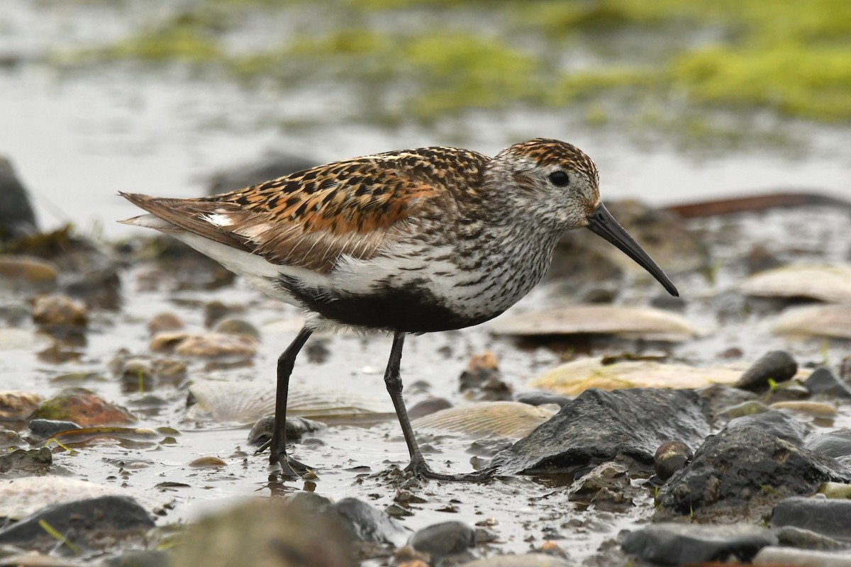 Dunlin - ML624583939