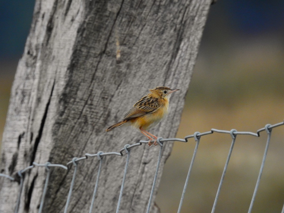 Zitting Cisticola - ML624583940