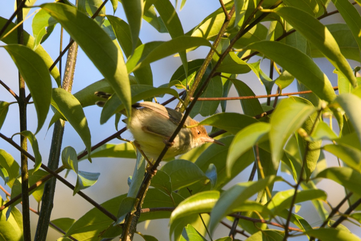 Olive-backed Tailorbird - ML624583941