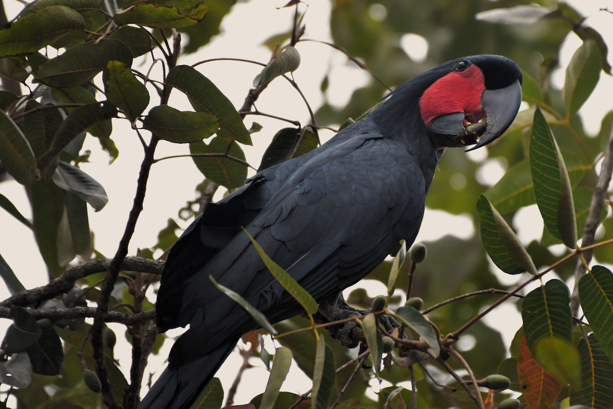 Cacatúa Enlutada - ML624583942