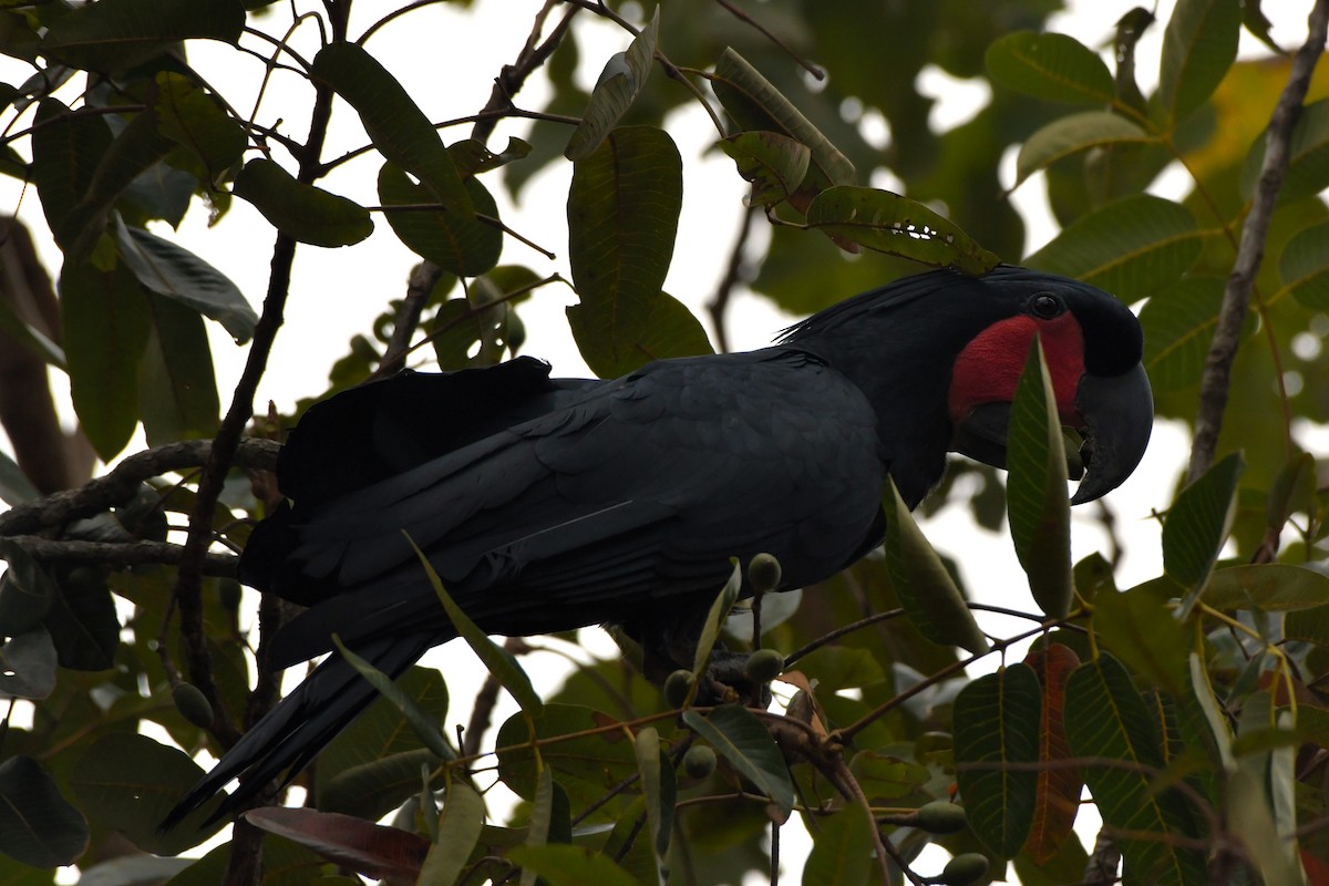 Cacatúa Enlutada - ML624583943