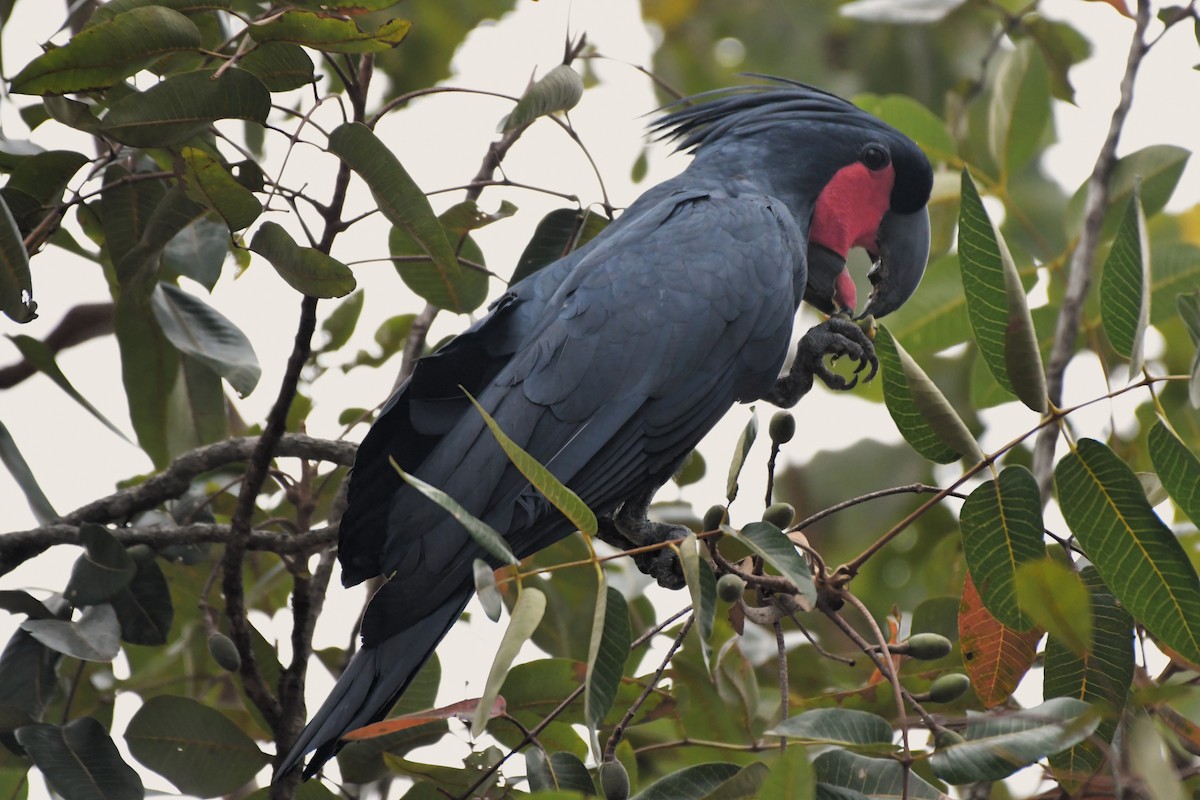 Cacatúa Enlutada - ML624583944