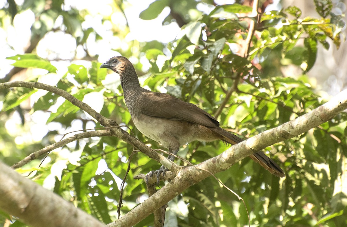 Chachalaca Oriental - ML624583957