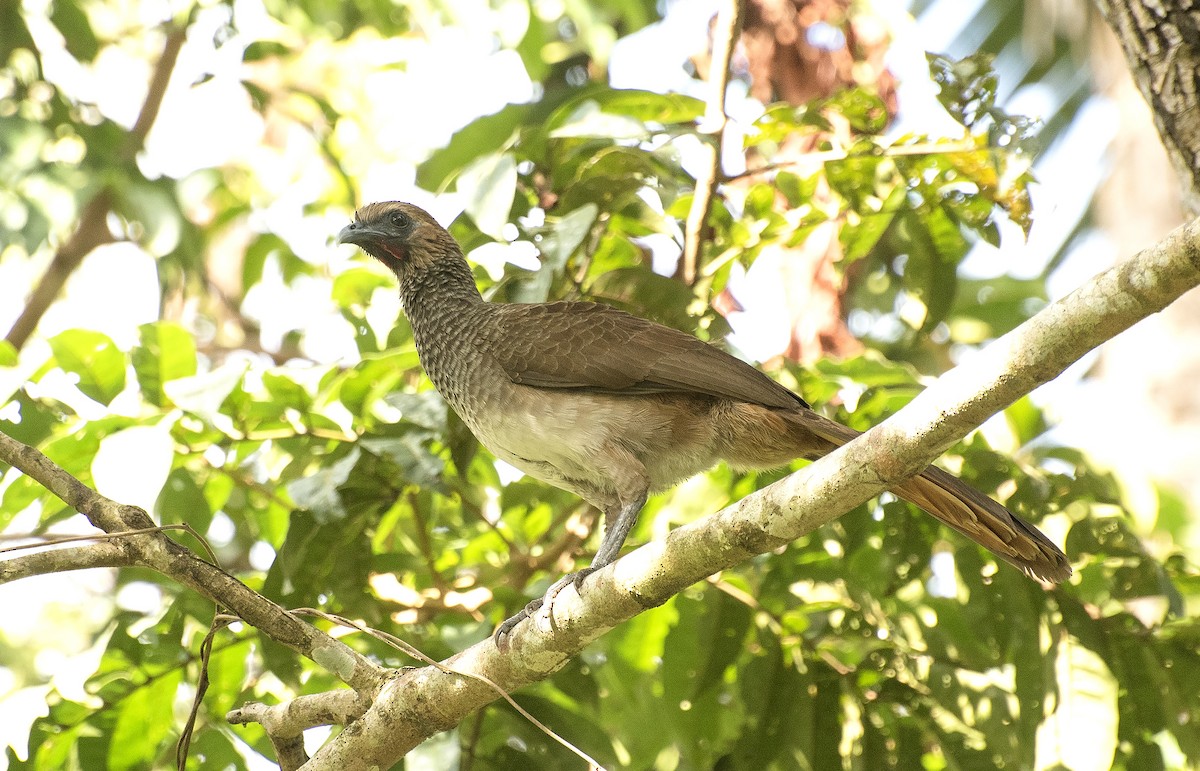 Chachalaca Oriental - ML624583958