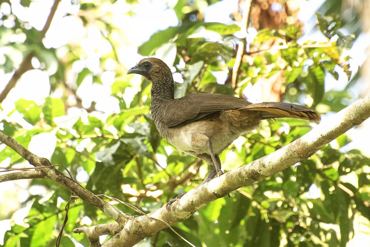 Chachalaca Oriental - ML624583959