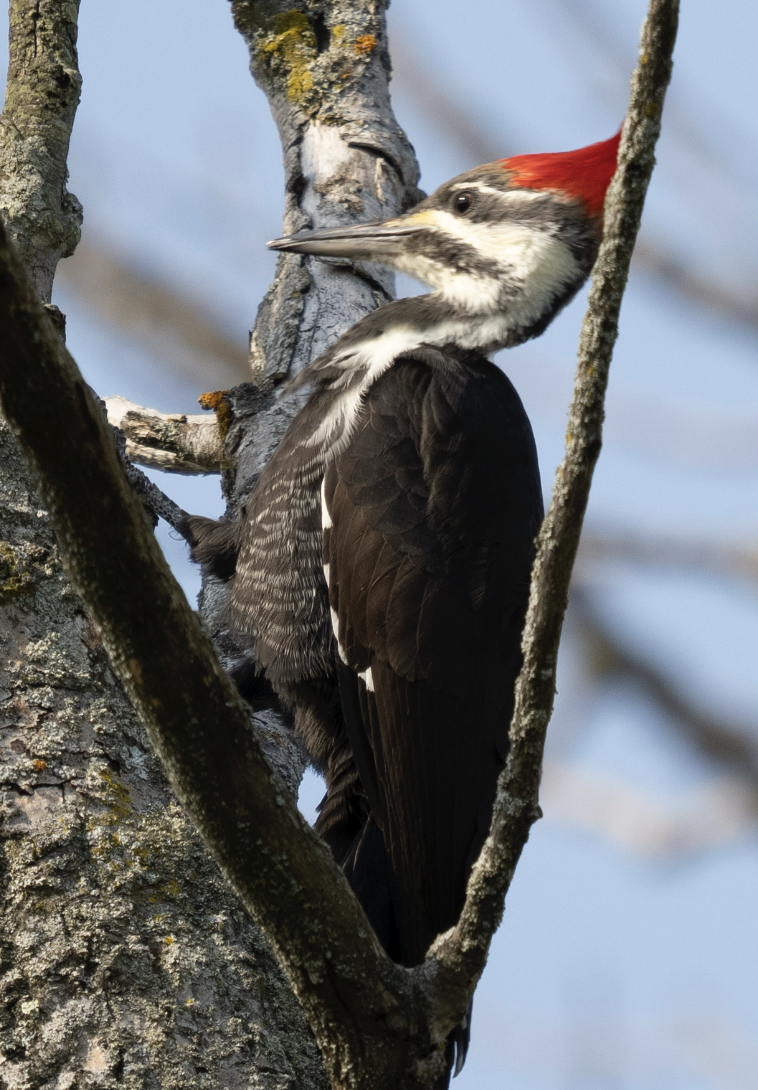 Pileated Woodpecker - ML624583963