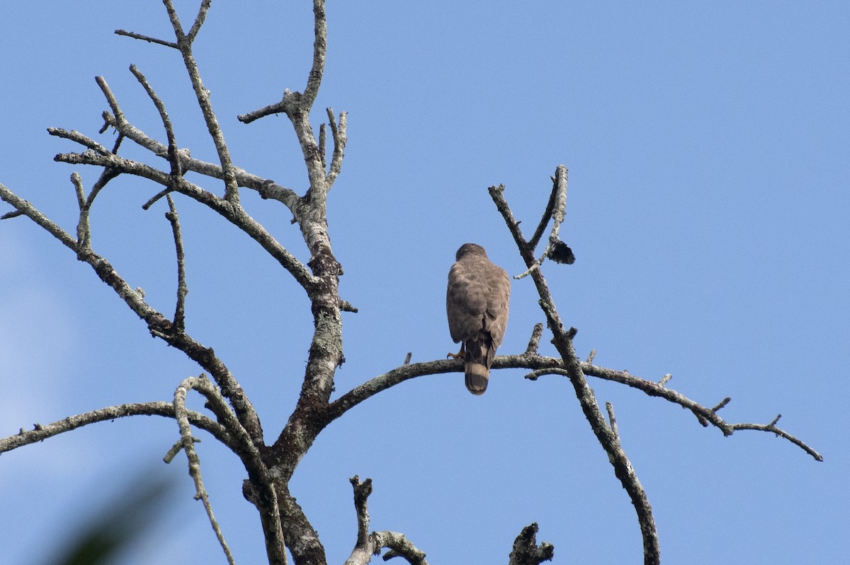 Roadside Hawk - Eduardo Vieira 17