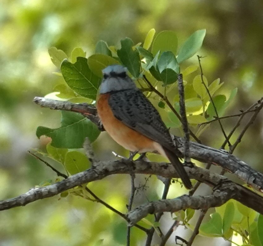 Miombo Rock-Thrush - Mark Robbins