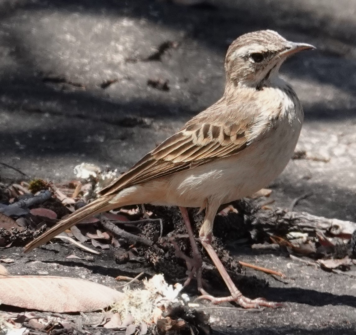 Woodland Pipit - Mark Robbins