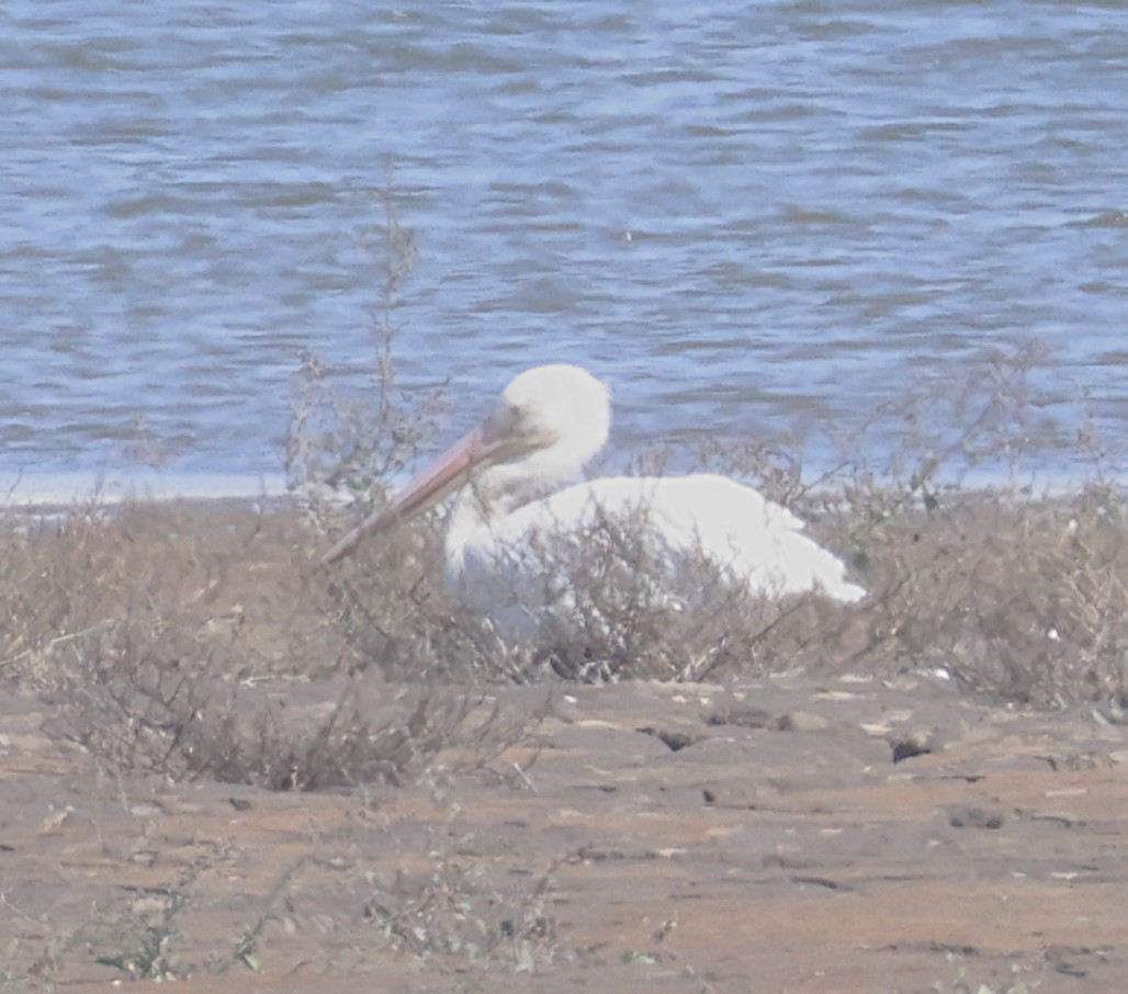 American White Pelican - ML624583989