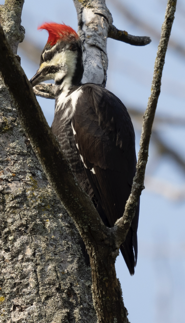 Pileated Woodpecker - ML624583991