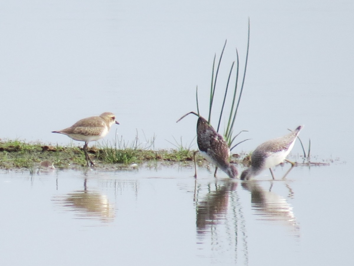 Marsh Sandpiper - Chris Bowden