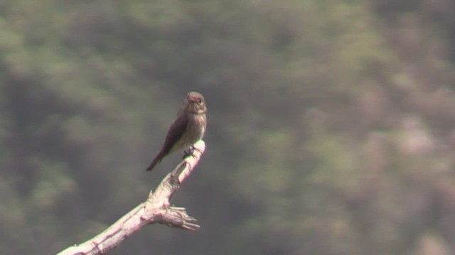 Dark-sided Flycatcher - ML624583993