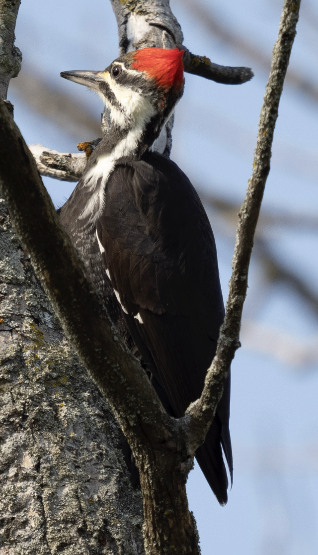 Pileated Woodpecker - ML624583996