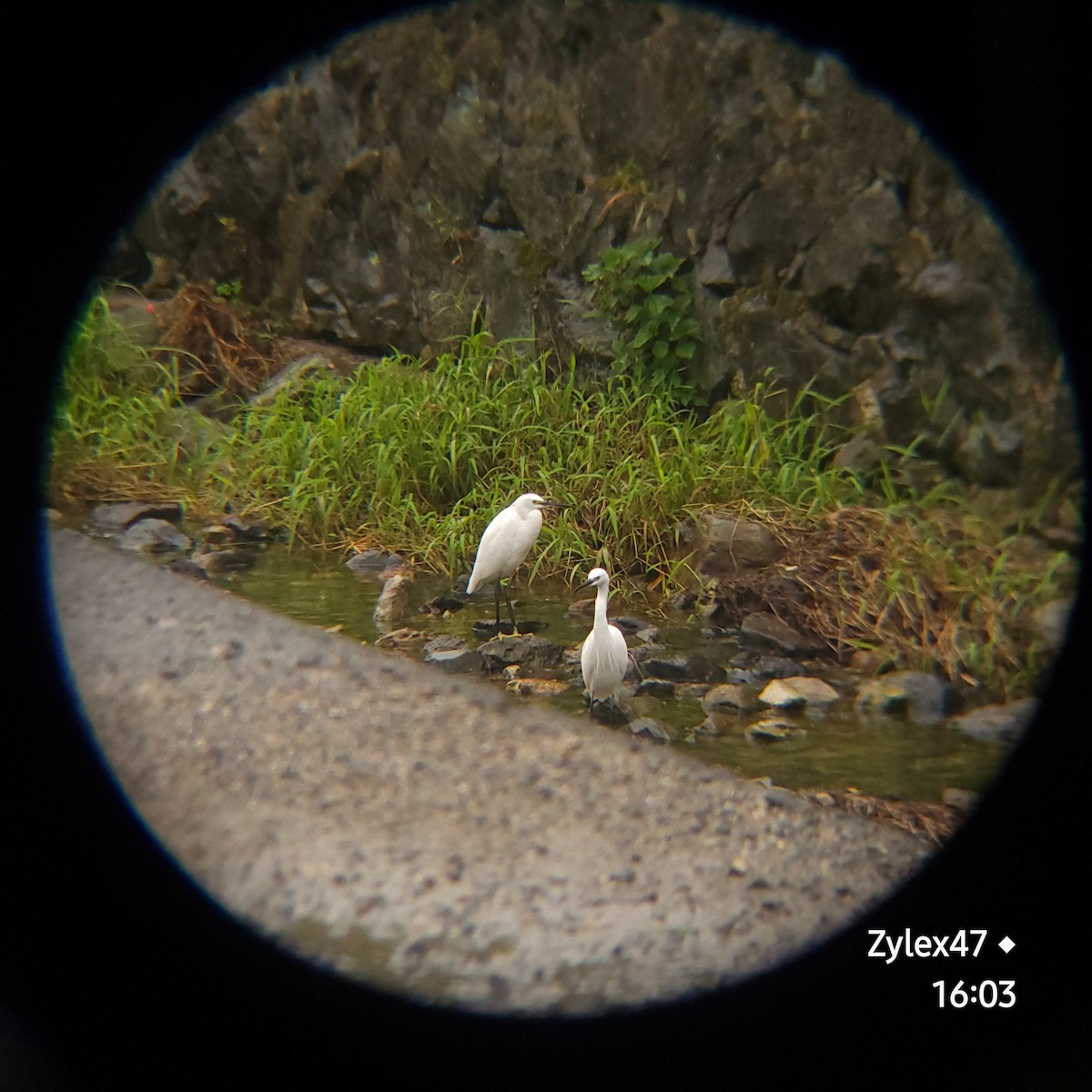 Little Egret - Dusky Thrush