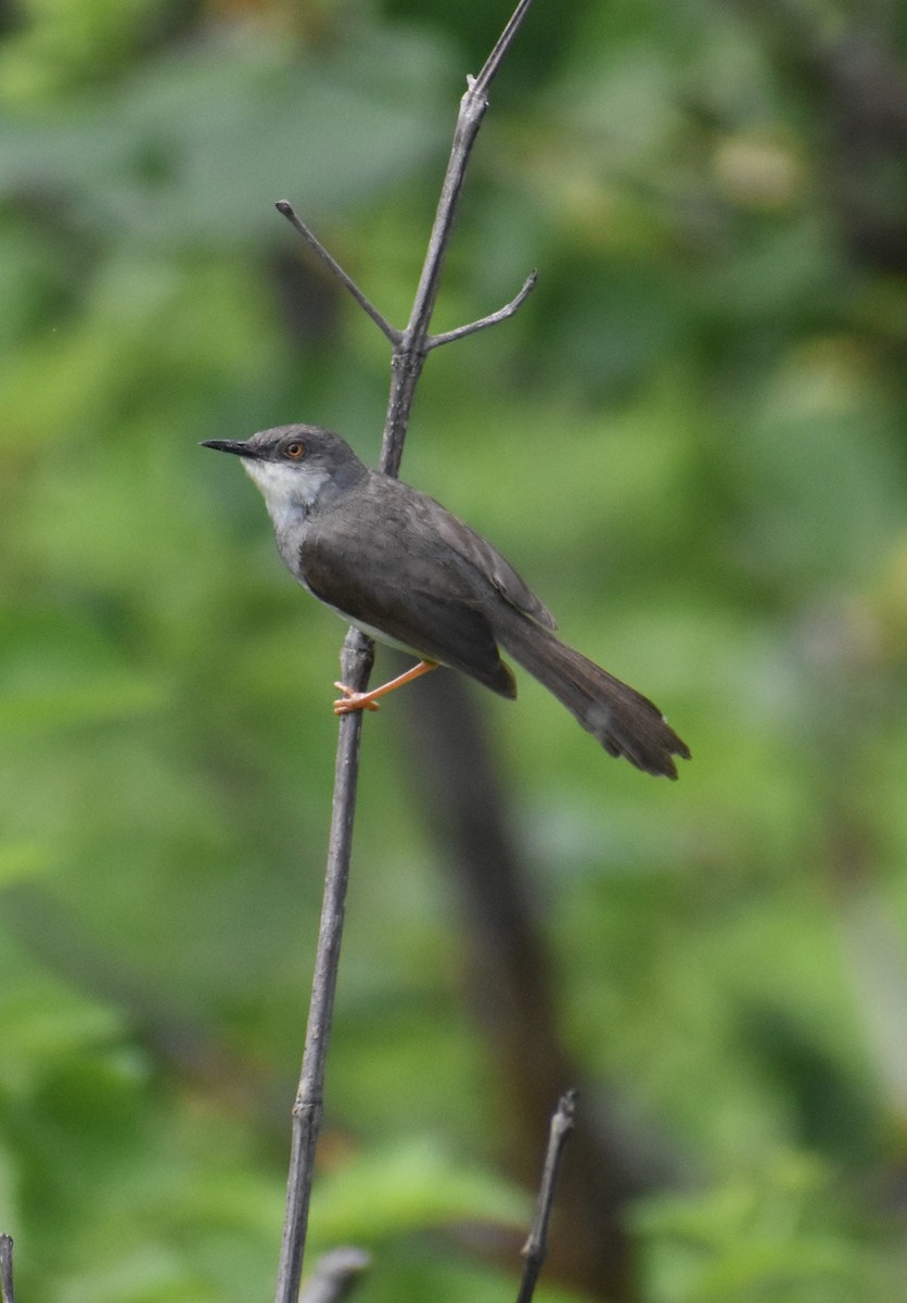 Gray-breasted Prinia - SUMIT JOSHI