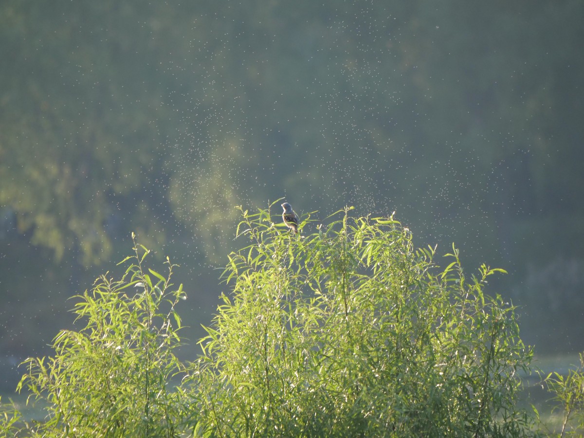 Long-tailed Shrike - guangfeng Shao