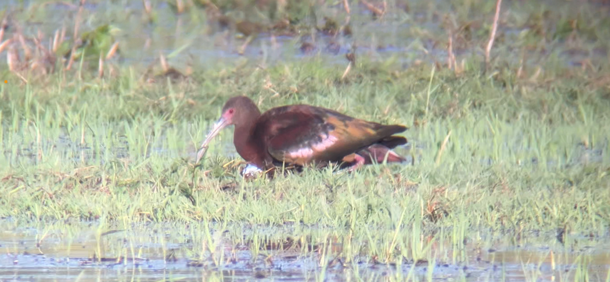 White-faced Ibis - ML624584035
