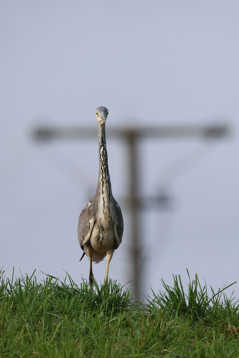 Gray Heron - ML624584051