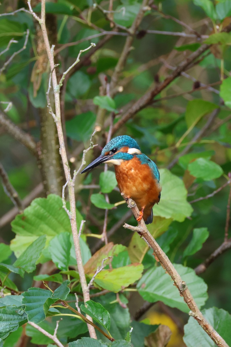 Common Kingfisher - ML624584052