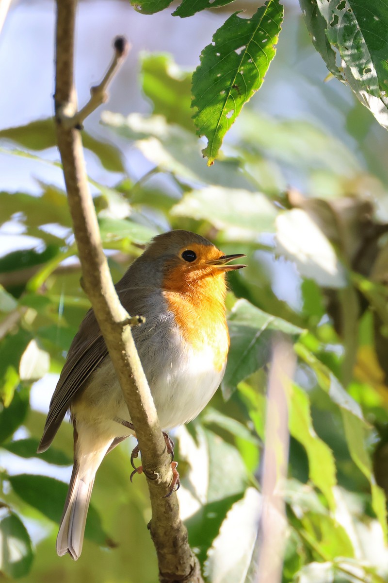 European Robin - ML624584055