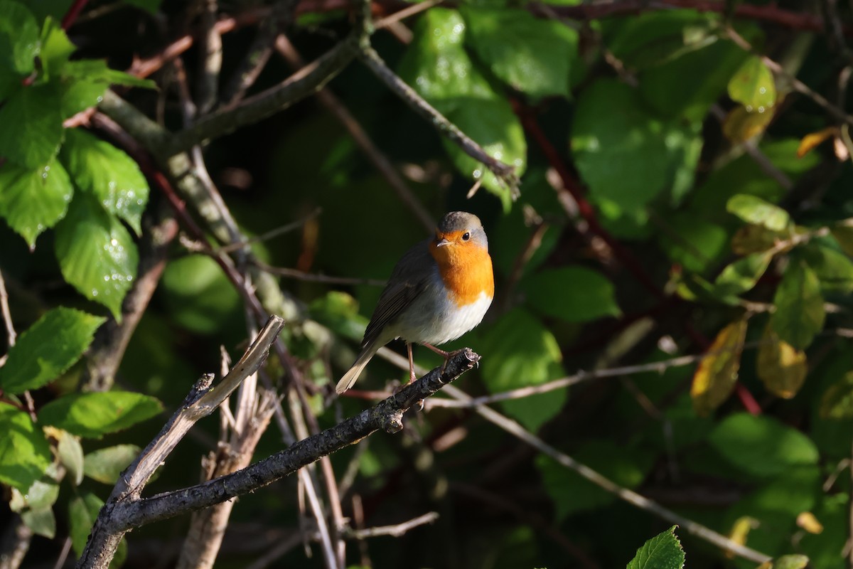 European Robin - ML624584056