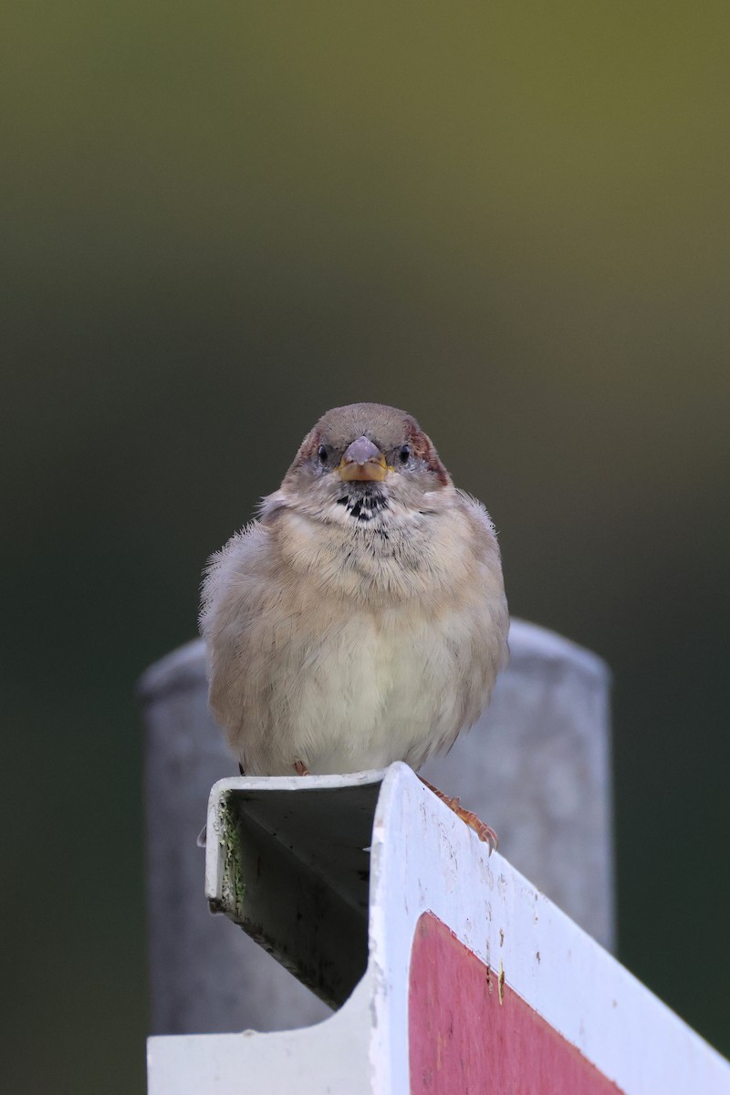 House Sparrow - ML624584060