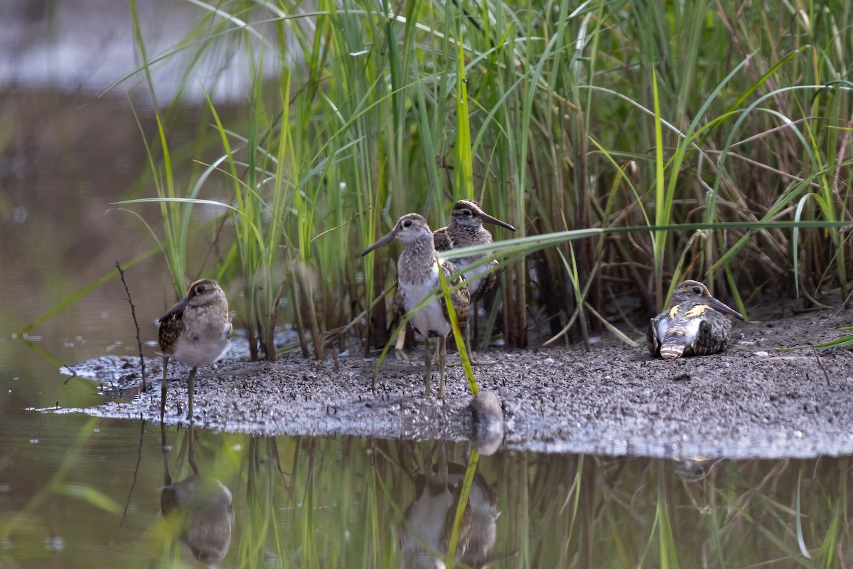 Greater Painted-Snipe - ML624584100