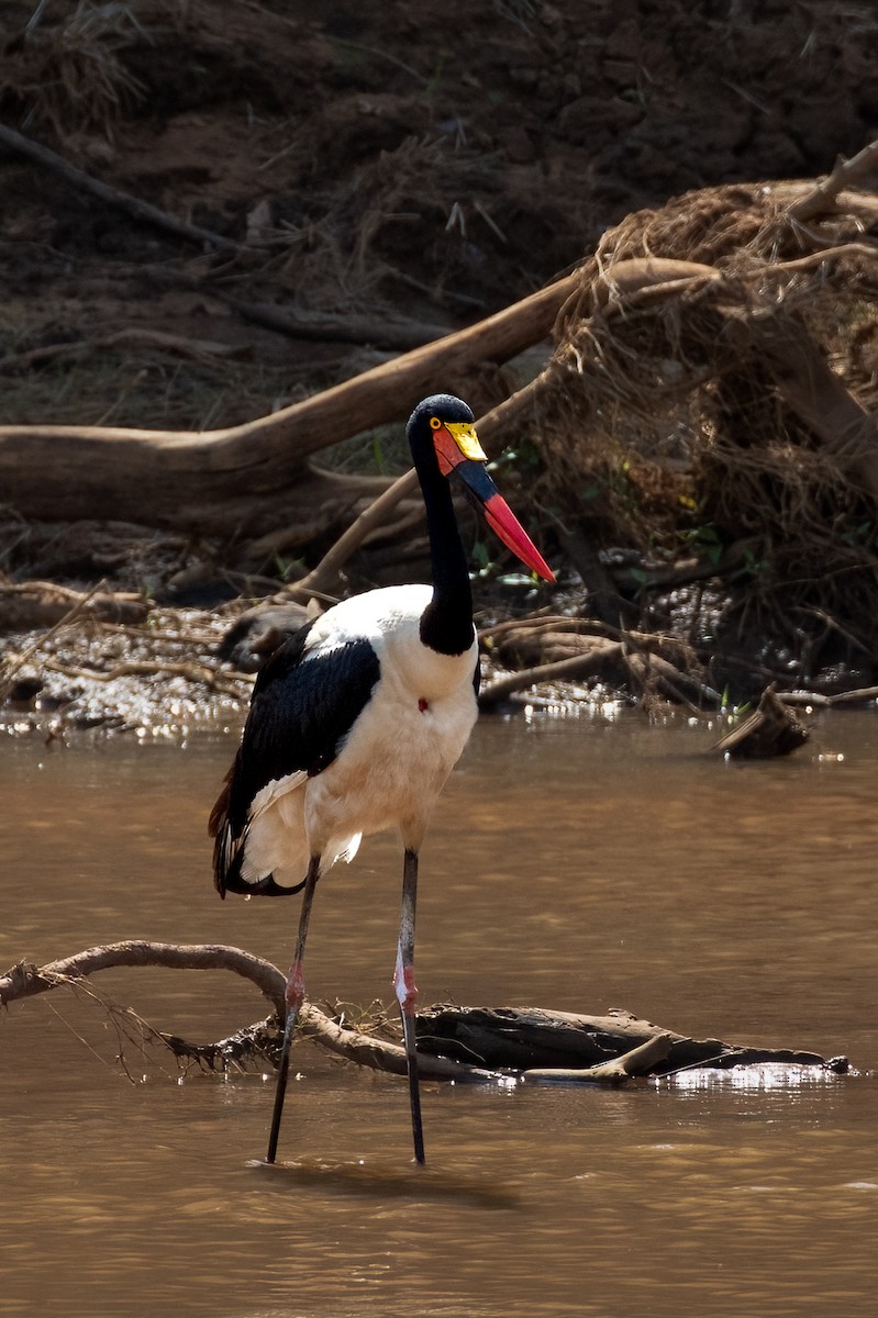 Saddle-billed Stork - ML624584101