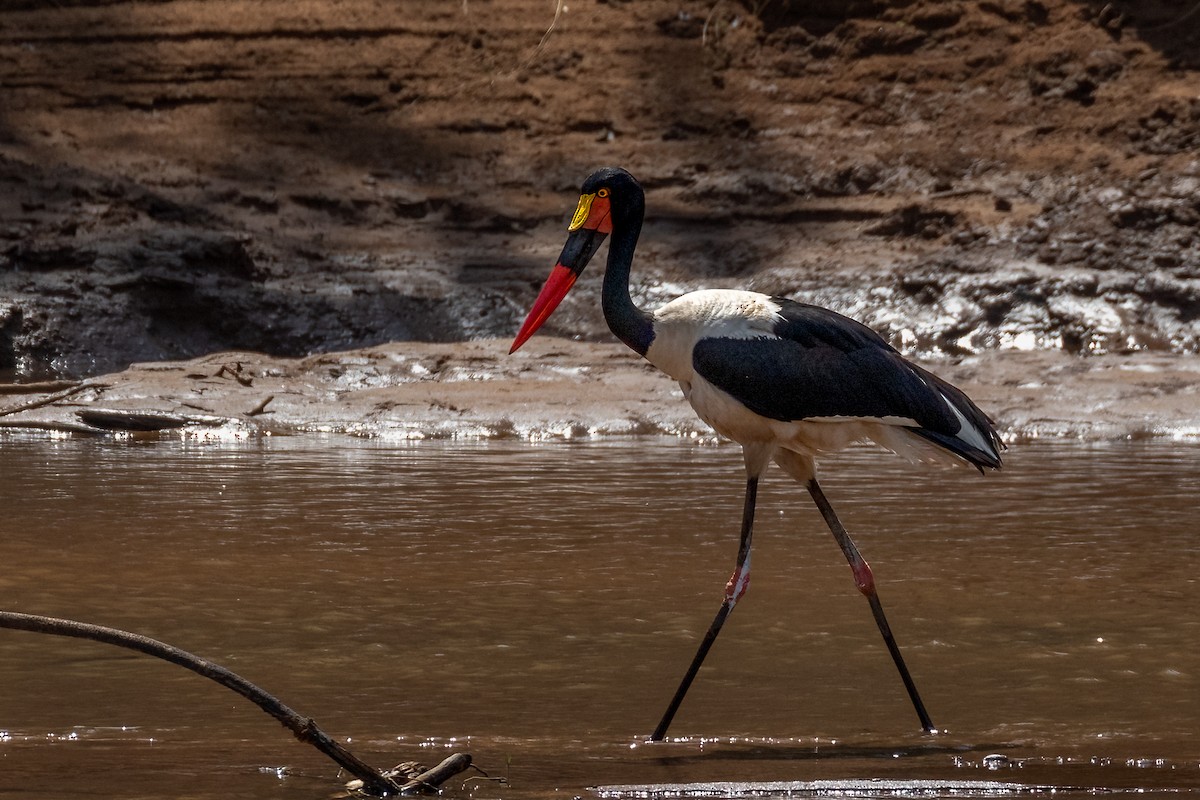 Saddle-billed Stork - ML624584102